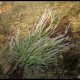 Anemone di mare, Anemonia viridis (2)_wm