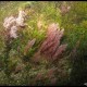 Asparago marino, Asparagopsis armata (3)_wm