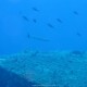 Barracuda boccagialla o mediterraneo, Sphyraena viridensis