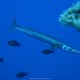 Barracuda boccagialla o mediterraneo, Sphyraena viridensis