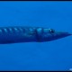 Barracuda boccagialla o mediterraneo, Sphyraena viridensis_wm