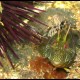 Bavosa cornuta, Parablennius tentacularis (1)_wm