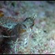 Bavosa ruggine, Parablennius gattorugine (16)_wm