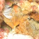 Bispira, Bispira volutacornis