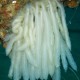 Calamaro, Loligo vulgaris
