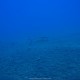 Carango mediterraneo, Caranx crysos