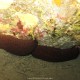 Cetriolo di mare, Holoturia tubulosa