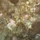 Corallina comune, Corallina elongata