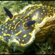 Doride dipinto, Hypselodoris picta (3)_wm