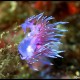 Flabellina lilla, Flabellina affinis (21)_wm