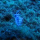 Flabellina lilla, Flabellina affinis