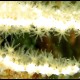 Gorgonia bianca, Eunicella singularis (1)_wm