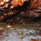 Granchio corridore atlantico, Percnon gibbesi