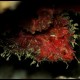 Granchio delle grotte, Herbstia condyliata (3)_wm