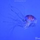 Medusa bande scure, Chrysaora hysoscella