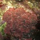 Mesofillo lichene, Mesophyllum lichenoides