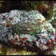 Orecchia di mare, Haliotis tubercolata (2)_wm