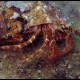 Paguro striato, Pagurus anachoretus (1)_wm