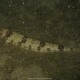 Pesce lucertola, Synodus saurus