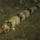 Pesce lucertola, Synodus saurus