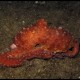 Polpessa, Octopus macropus (1)_wm