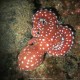 Polpessa, Octopus macropus