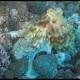 Polpo, Octopus vulgaris (15)_wm