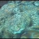 Polpo, Octopus vulgaris (16)_wm