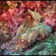 Polpo, Octopus vulgaris (4)_wm