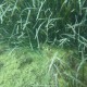 Posidonia, Posidonia oceanica