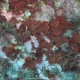 Rosa di mare squamata, Peyssonnelia squamaria