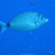 Sarago pizzuto, Diplodus puntazzo