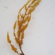 Sargassum sp.