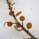 Sargassum sp.