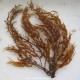 Sargassum sp.