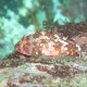 Scorfano nero, Scorpaena porcus