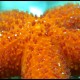 Stella rossa, Echinaster sepositus (4)_wm