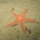 Stella spinosa grande, Astropecten cf. aranciacus