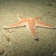 Stella spinosa grande, Astropecten cf. aranciacus