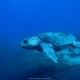 Tartaruga comune - Caretta caretta