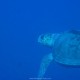 Tartaruga comune - Caretta caretta