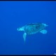 Tartaruga comune, Caretta caretta_wm