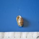 Bulla - Bulla striata (4)_wm