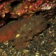 Cetriolo di mare spinoso, Trachythyone sp (1)_wm