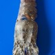 Cicala o Magnosa - Scyllarides latus (2)_wm
