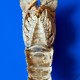 Cicala o Magnosa - Scyllarides latus (3)_wm