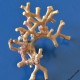 Falso corallo - Myriapora truncata_wm