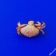 Favollo - Eriphia verrucosa (8)_wm