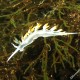 Flabellina bianca, Flabellina babai (4)_wm