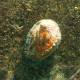 Orecchia di mare, Haliotis tubercolata tubercolata (5)_wm